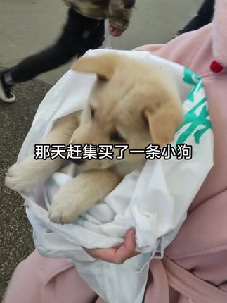 黄黄说,这辈子做牛做马报答我的救命之恩#中华田园犬