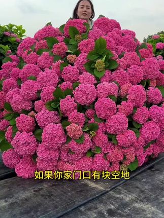 家里有空地的都可以种这个#绣球花#种子#优质农产品