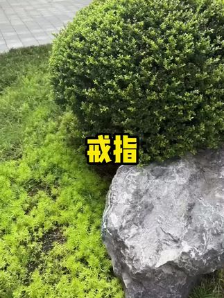 #戒指 #轻奢戒指 #时尚饰品