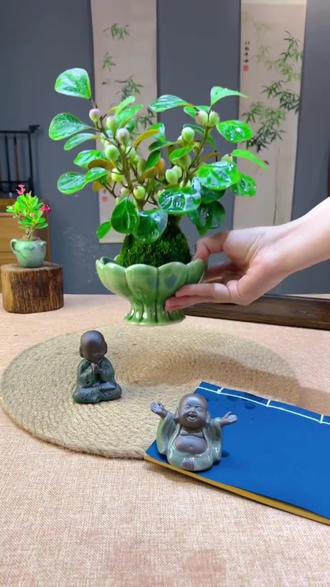 小盼菩提,可观叶可赏果,一片叶子两种颜色,雅致好看,枝条挂着小果灵动讨喜,摆在客厅、茶桌、书房,禅意十足,好看好养,#小盼菩提#花卉绿植#桌面盆栽#室内绿植