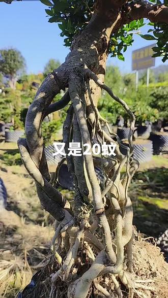 1米多高的提根橘子花