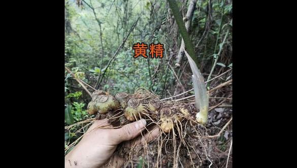 听故事学中药今天学黄精#带着turbo过大年 #