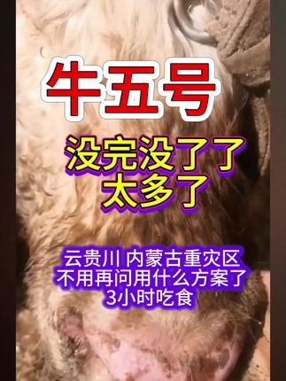 #养牛#牛羊养殖 #养猪#自繁自养#养羊#养牛人@曾姐说养殖