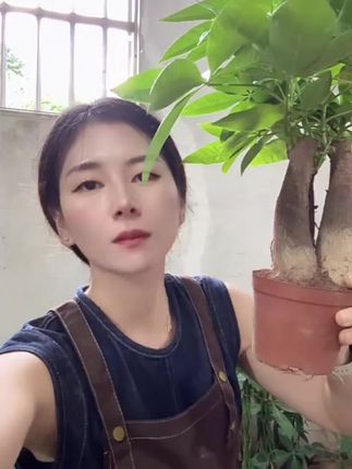 室内绿意浓,发财树包邮到家! 发财树三杆盆景!包邮到家!喜欢就下单吧!!#三农#花卉绿植#室内盆栽#水培植物#室内绿植