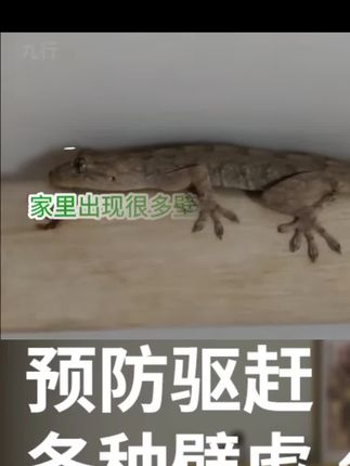 九行 壁虎驱赶喷剂驱防除治室内壁虎去除驱逐祛驱四脚蛇家用喷雾#壁虎 #壁虎驱赶剂