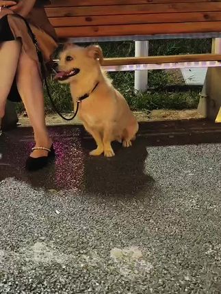 越来越喜欢独处 #萌宠 #萌宠出道计划 #毛孩子的日常 #日常遛狗 #牵引绳