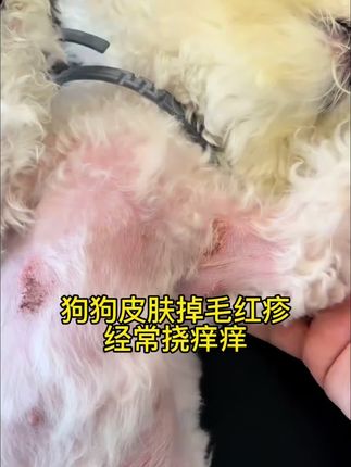 狗狗皮肤掉毛红疹经常挠痒痒#养狗经验分享 #新手养狗 #狗狗皮肤病 #萌宠日常记录 #宠物用品