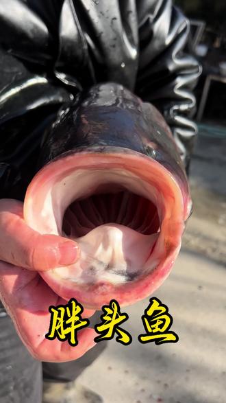 哇 好大一条鱼啊!#胖头鱼 #原创 #钓鱼 #大货