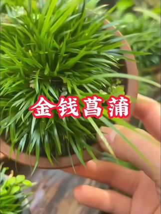 金钱菖蒲..黄金姬虎须附石 水培假山水陆缸造景绿植微..非常好养 喜欢的养起来#金钱菖蒲 #盆景 #微盆景 #花卉绿植 #爱生活爱养花