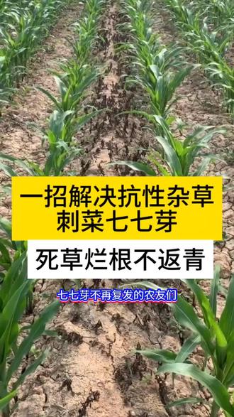 刺儿菜 七七芽专用配方,烂叶烂根不返青#刺儿菜除草剂 #七七芽 #刺儿菜 #烂叶烂根 #三农服务