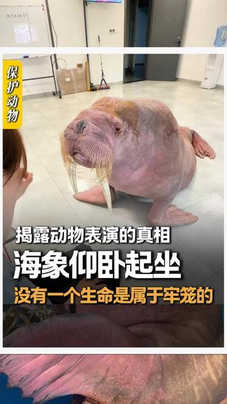 海象表演仰卧起坐,这到底是表演还是迫害?这背后对动物的伤害到底有多大?#海象过生日 #海象仰卧起坐 #海洋馆 #动物保护 #大卫爱登堡