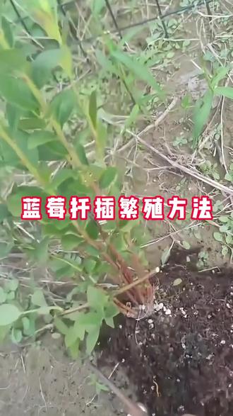 蓝莓杆插繁育方法 #蓝莓 #蓝莓种植 #蓝莓种植技术 #云南蓝莓 #三农种植