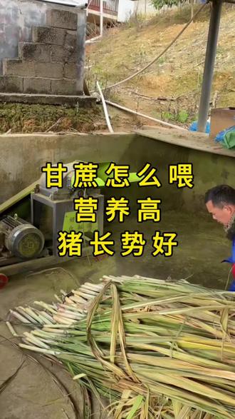 甘蔗怎么喂,营养高#三农养殖 #所有养猪人 #发酵饲料 #甘蔗喂猪 #佰康酵料宝