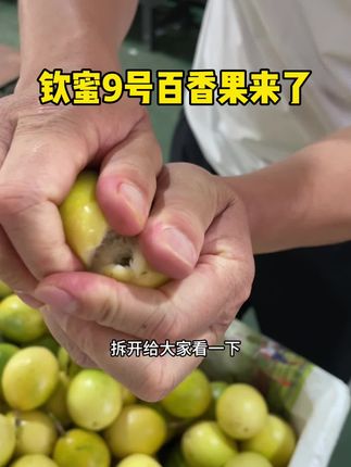 钦蜜9号百香果,9甜1酸的口感,都是发树上熟的果子,放心下单#百香果