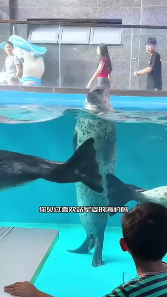 你知道斑海豹为什么会站岗吗 #动物世界 #斑海豹