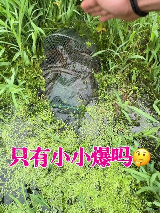 不是这个环境今天就啦啦了,河北假的资源太多了!下午排网! #户外抓鳝鱼 #野生黄鳝 #户外逮鱼摸虾 #大自然的馈赠