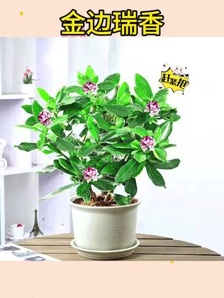#金边瑞香 #瑞香花 #花卉绿植 金边瑞香花瑞香耐寒四季常青年宵花室内开花浓香型常绿芳香传统#室内盆栽 #盆栽