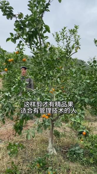 剪树是要按照果园管理技术来剪,有什么样的管理技术就剪什么样的树,#牛哥修剪