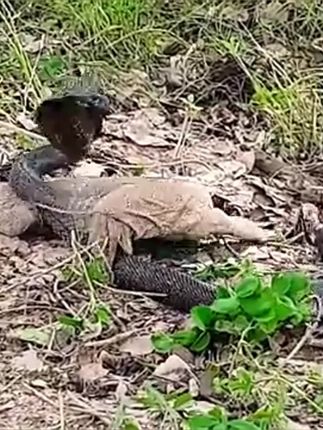 户外探险大肥猫