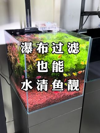 鱼缸明明有过滤,鱼缸却雾蒙蒙的不透亮,还有腥味怎么办? 这种情况是因为鱼缸过滤没有生化滤材,不能培养硝化细菌,这个时候只需要在鱼缸里铺一层火山石就解决了#水族 #观赏鱼 #养鱼日记 #鱼缸造景 #火山石造景