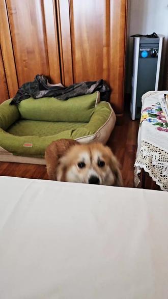 小狗拿铁,想要什么甜度 #萌宠版怎样都漂亮 #田园犬 #狗狗 #狗狗:我有故事你有酒吗