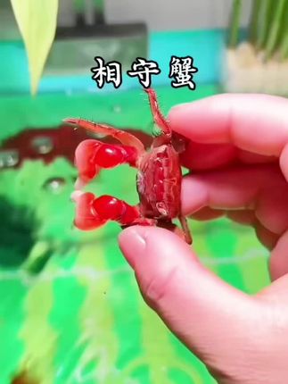 别再纠结养蟹还是养鱼!这款相守蟹鱼缸直接实现“双宠自由”:蟹子会自己翻沙清洁,偶尔还会趴在缸壁“偷看你”;搭配的小型灯科鱼群游起来超灵动,不用额外费心打理,新手也能轻松get生态平衡。摆在家里,既是宠物也是高颜值装饰,朋友来都要问链接!#螃蟹#相守蟹#水族爱好者 #轻松养鱼 #观赏鱼世界