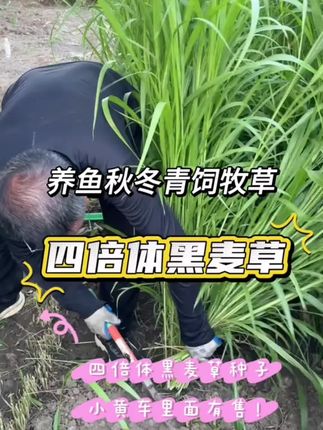 黑麦草种子