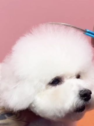 #宠物美容造型 #宠物造型 #萌宠 #宠物