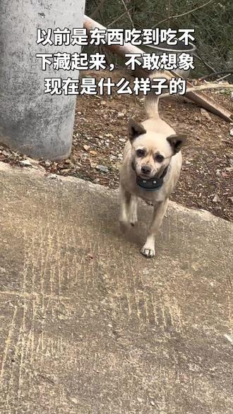 本想带狗狗来城里玩两天,没想到丢了 #寻狗 #狗狗寻主 #关爱流浪动物善待生命