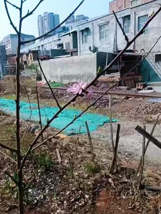 今年刚种的桃树,香椿树,花椒树都开花发芽了