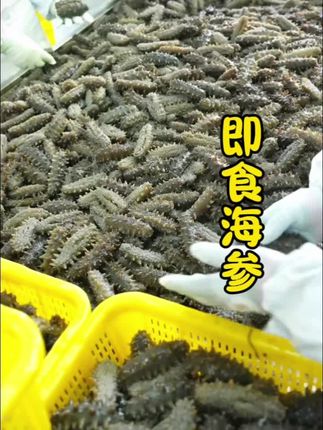 #海鲜美食 #即食海参#超便宜超划算 #好东西一起分享