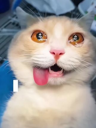 种猫草猫咪不爱吃,化毛膏又掌握不好喂食量,那就喂点化毛球片吧#萌宠好物 #猫咪排毛 #新手养猫 #化毛球片