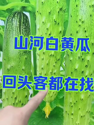 山河白黄瓜种子 # 黄瓜 # 山河白黄瓜 # 阳台均可种植#蔬菜种子 #绿色蔬菜 #瓜果蔬菜 #山河白黄瓜种子
