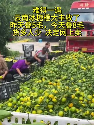 #云南冰糖橙#橙子熟了#现摘现发新鲜到家#新鲜应季水果#太好吃了