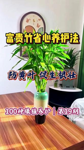 富贵竹黄叶烂根?水培土培都适用,叶片油亮长势好#富贵竹养护 #吉祥绿植 #室内好养绿植 #懒人养花 #水培植物