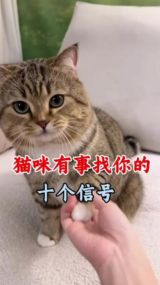 猫咪有事找你的十个信号,知道一半的都是真爱 #养猫经验分享 #新手养猫 #科学养宠攻略#猫咪的迷惑行为 #养猫新手
