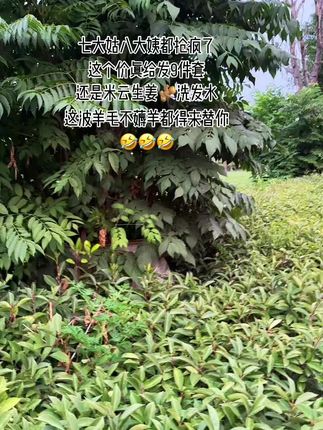 #米云生姜洗发水 #蓬松洗发水 #洗发水推荐 #控油洗发水 #上热门🔥 @抖音创作小助手