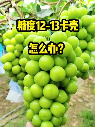 #阳光玫瑰卡糖怎么办?#葡萄种植科学管理#三农助农