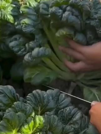 小八叶乌塌菜,种植简单生长速度快,产量高口感好,凉拌热炒炖汤都好吃#种菜 #乌塌菜 #蔬菜种子 #蔬菜种植 #三农种植