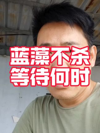 出现蓝藻必须杀掉!#蓝藻爆发怎么处理 #水草养护 #大闸蟹养殖#生根粉 #蟹塘
