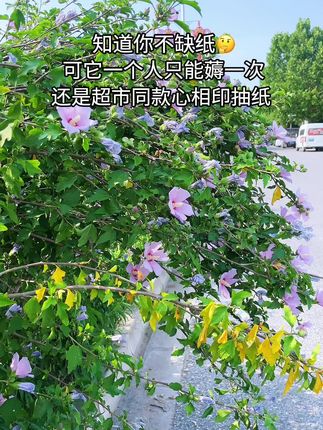 超市同款#心相印抽纸推荐 #新人福利第一单 #好用的大包纸巾推荐 #无限回购的宝藏单品 #超便宜超划算