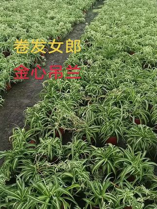 #前进的路上 #一起加油呀 金心吊兰,卷发女郎,摩登女郎,法国女郎闪亮登场