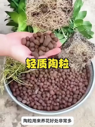 【活动】买5升送5升陶粒垫底营养土专用花盆回填水培多肉铺面颗粒土#陶粒 #陶粒土 #颗粒土 #铺面颗粒土