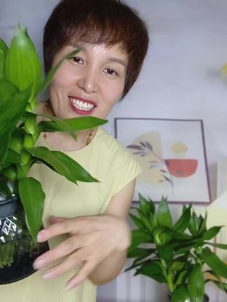 轻松养水培观音竹,给水就行,买一送一,新手小白直接入