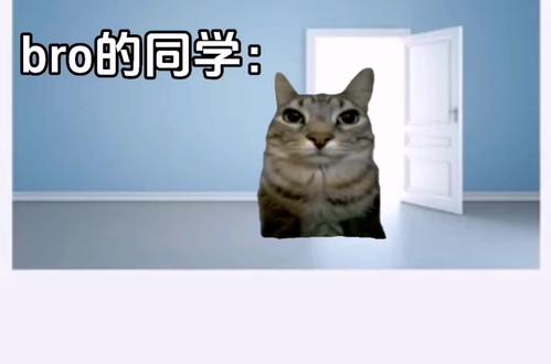 bro的同学#火影忍者 #猫meme