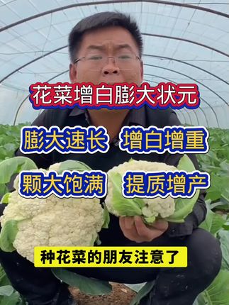 花菜增白膨大状元,使花菜包芯紧实,颗大饱满,增白增重,提质增产 #上热门 #花菜高产叶面肥 #花菜增白膨大状元 #抖音助农 #三农 @DOU+上热门 @DOU+小助手 @DOU+推荐官