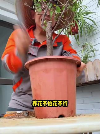 花肥谷黑金肥聚能黑金矿源黄腐酸钾聚谷氨酸活菌微生物肥#黑金肥 #花肥谷黑金肥 #生物肥
