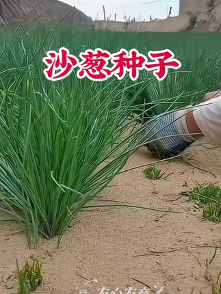这个东西不一般,是沙葱种子,喜欢的可以下单了!#农业种植 #沙葱