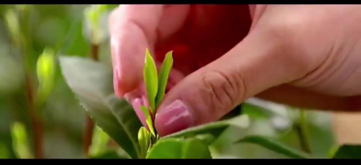 日照绿茶,北方第一茶
#日照绿茶#北方第一茶