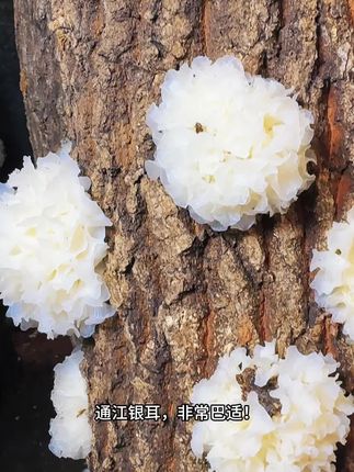 通江银耳吃过没! #农村生活视频 #银耳 #银耳羹 #银耳羹坚持每天一碗 #通江银耳